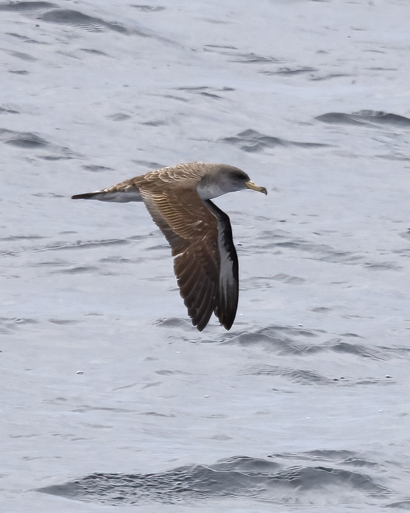 Scopoli's shearwater?